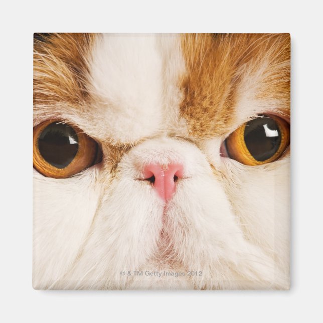 Calico Harlequin Persian Magnet (Front)