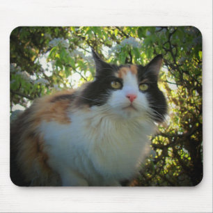 Calico in Blooming Apple Tree Mouse Pad