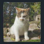 Calico Kitten Bandana<br><div class="desc">A cute calico kitten decorates this lovely bandana</div>