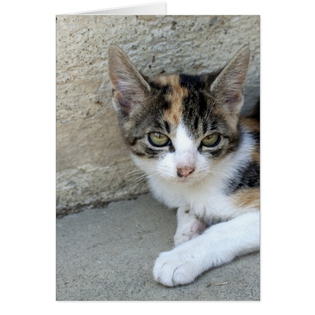 Calico Kitten Cards (Front)