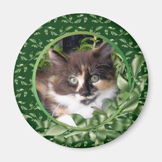 Calico Kitten Green Eyes