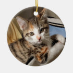 Calico Kitten Ornament at Zazzle