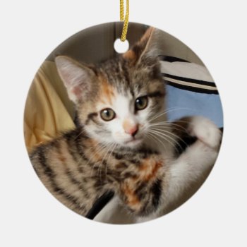 Calico Kitten Ornament by Melt_Your_Heart_MEOW at Zazzle