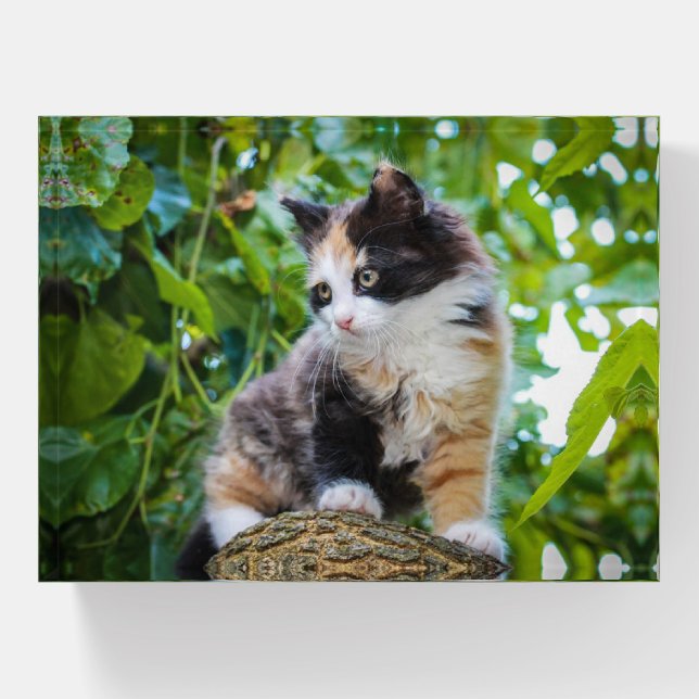 Calico Kitten Paperweight (Front)