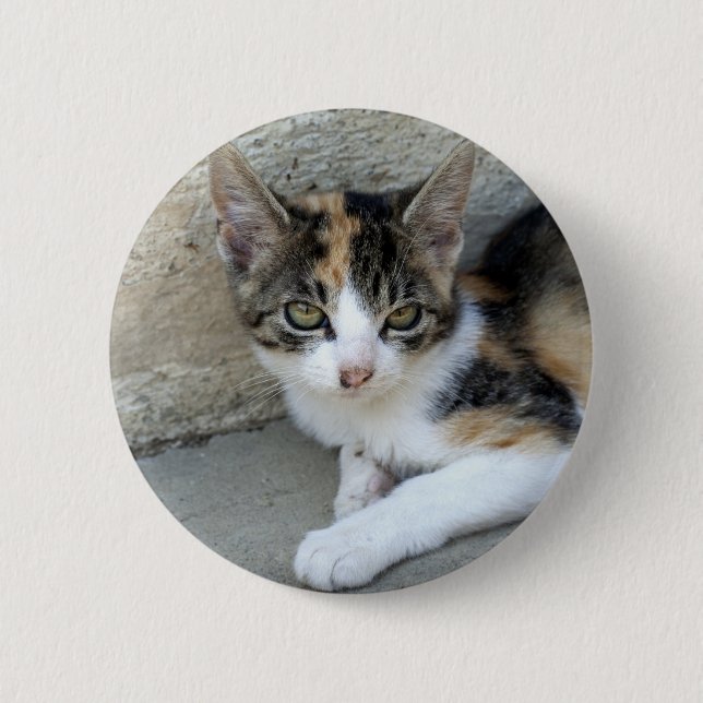 Calico Kitten Pinback Button (Front)