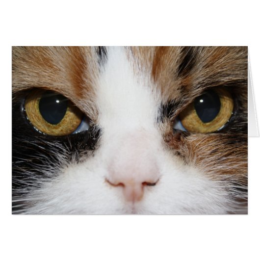 Calico Kitty (Front Horizontal)