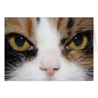 Calico Kitty Cards