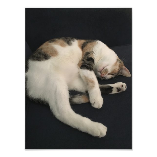 Calico kitty cat photo print (Front)