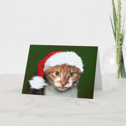 Calico kitty Christmas humbug Holiday Card