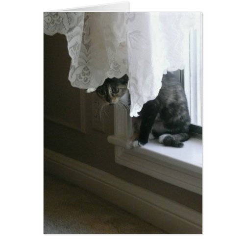 Calico Kitty on the Window Sill peek_a_boo
