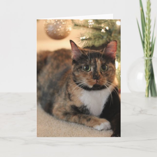 Calico Kitty under Christmas Tree Holiday Card (Front)