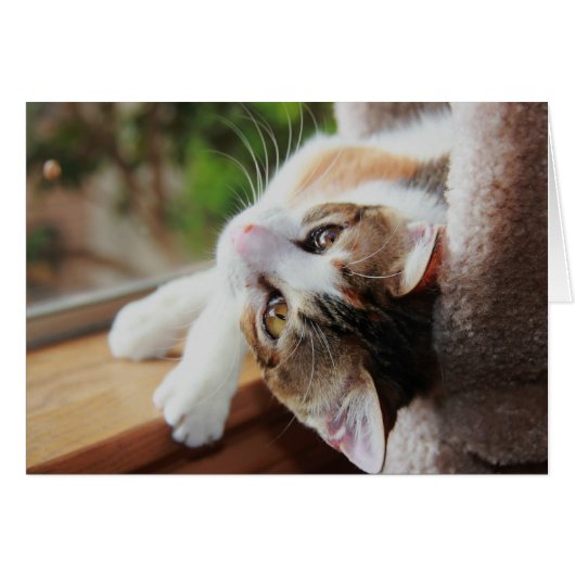 Calico on the Windowsill, precious kitty notes (Front Horizontal)