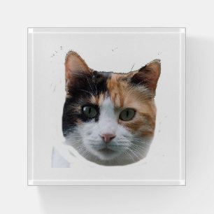 Calico Paperweight