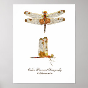 Calico Pennant Dragonfly Art Poster