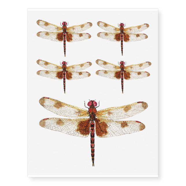 Calico Pennant Dragonfly Temporary Tatoo Tattoos (Front)