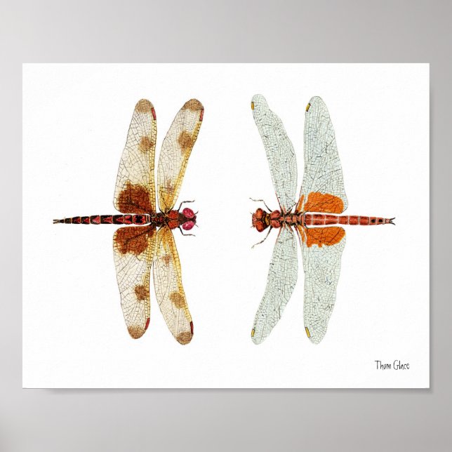 Calico Pennant & Red Saddlebags Dragonflies Poster (Front)