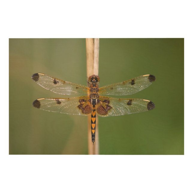 Calico Pennant Wood Wall Art (Front)