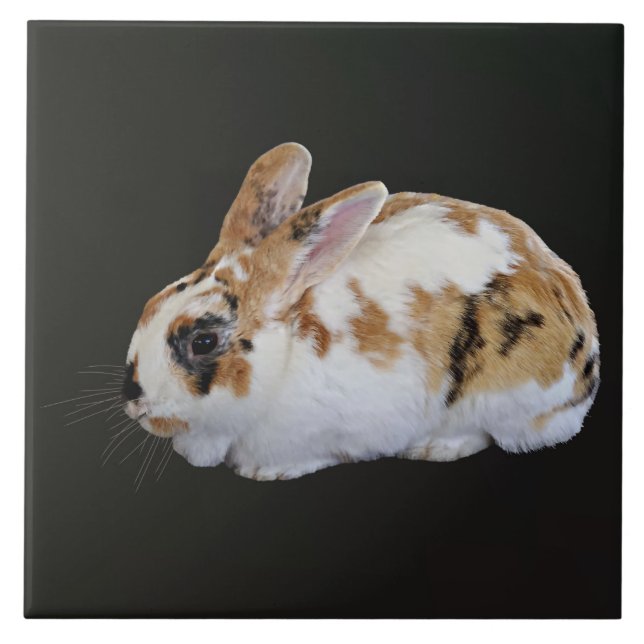 Calico Rabbit Ceramic Tile (Front)
