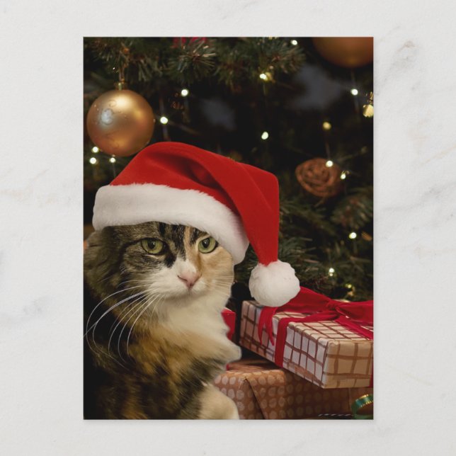 Calico Santa Kitty Postcard (Front)