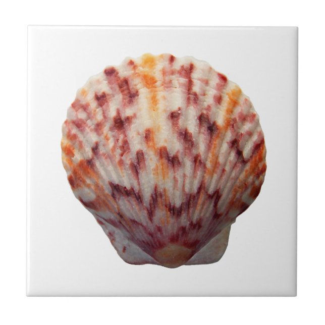 Calico Scallop Shell Ceramic Tile (Front)