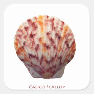 Calico Scallop Shell Square Sticker