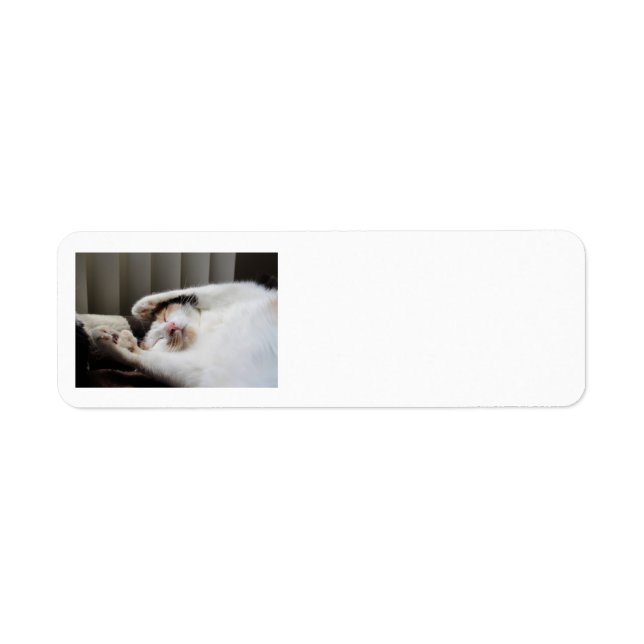 Calico sleeping in the sun address labels (Front)