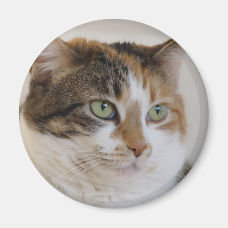 Calico tabby cat face magnet