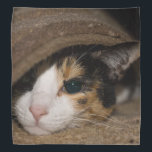 Calico Taco Bandana<br><div class="desc">Macy, a young, full blooded Calico cat has climbed under a rug thinking she is hiding, to play. Looking for more prints or products? Feel free to visit my store: http://www.zazzle.com/timelessmomentsphtgy This photo was taken by Jennifer White with Timeless Moments Photography. All images are copyrighted © Timeless Moments Photography/Jennifer White....</div>