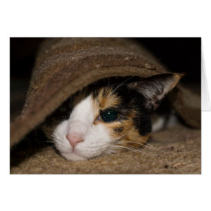 Calico Taco Greeting Card