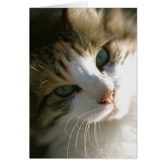Calico Tiger Cat Cards (Front)