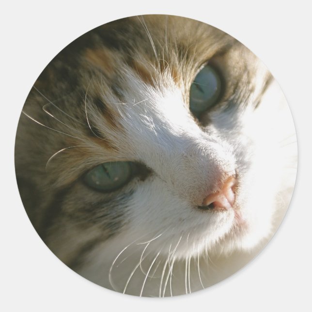 Calico Tiger Cat Classic Round Sticker (Front)