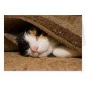 Calico Under The Rug (Front Horizontal)