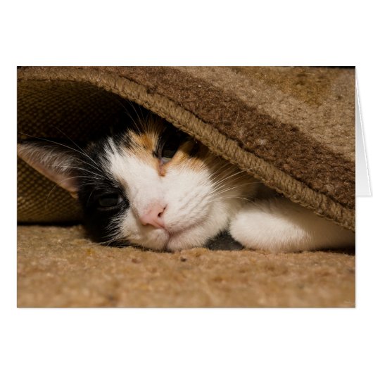 Calico Under The Rug Cards (Front Horizontal)