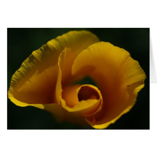 Califonia poppy cards (Front Horizontal)
