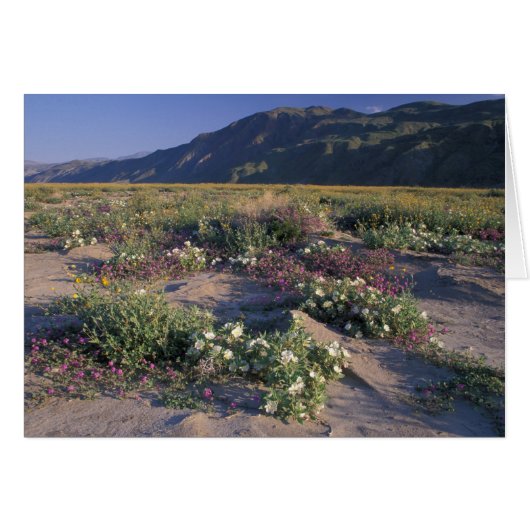 Califorinia, Anza-Borrego Desert SP, Sand Cards (Front Horizontal)