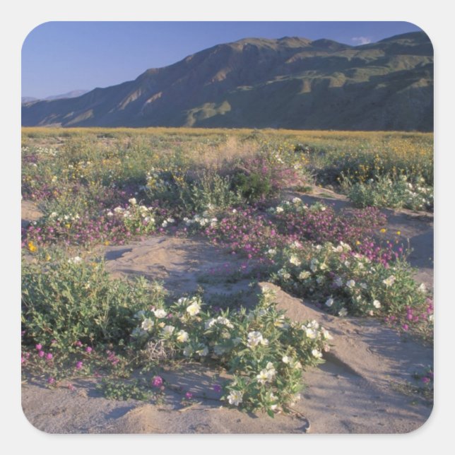 Califorinia, Anza-Borrego Desert SP, Sand Square Sticker (Front)