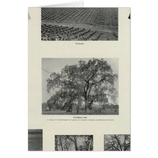 California 4 cards (Front)