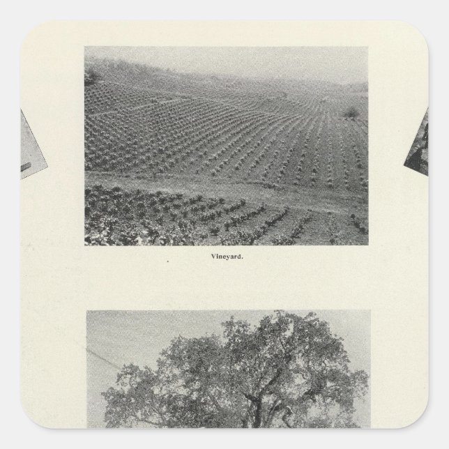 California 4 square sticker (Front)