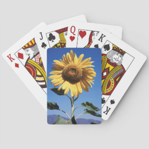 California, A Mammoth Sunflower (Helianthus) 3 Poker Cards