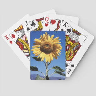 California, A Mammoth Sunflower (Helianthus) 3 Poker Cards