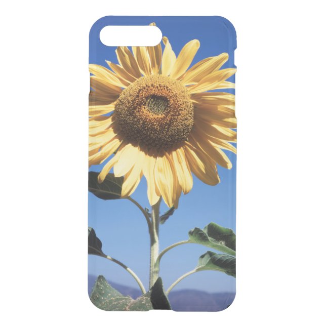 California, A Mammoth Sunflower (Helianthus) 3 Uncommon iPhone Case (Back)