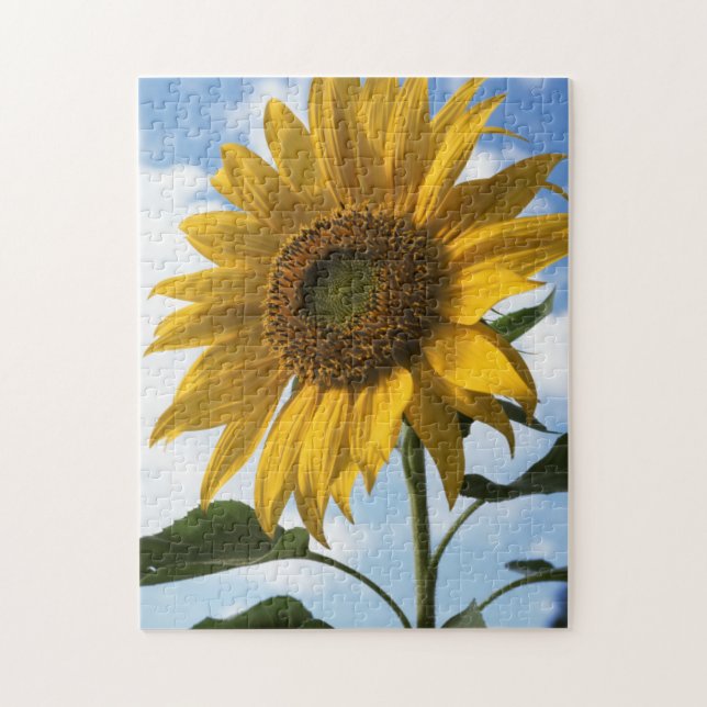 California, A Mammoth Sunflower (Helianthus) 4 Jigsaw Puzzle (Vertical)