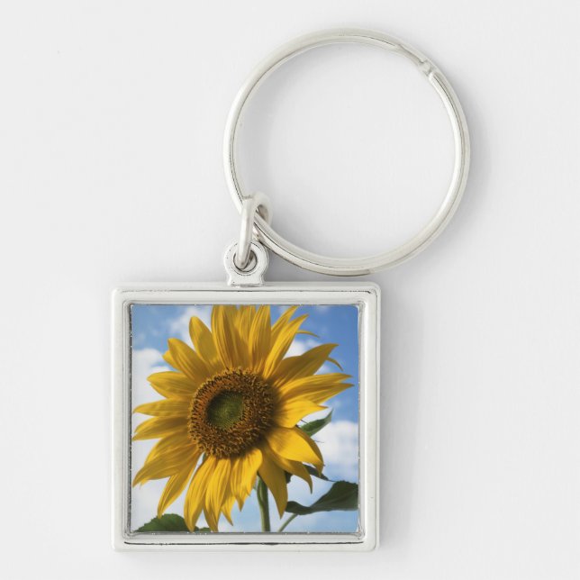California, A Mammoth Sunflower (Helianthus) 4 Keychain (Front)