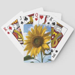 California, A Mammoth Sunflower (Helianthus) 4 Poker Cards