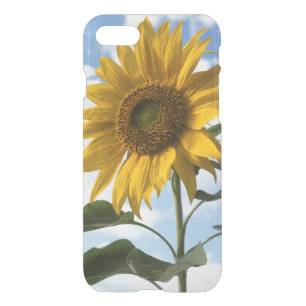 California, A Mammoth Sunflower (Helianthus) 4 iPhone SE/8/7 Case