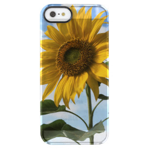 California, A Mammoth Sunflower (Helianthus) 4 Clear iPhone SE/5/5s Case