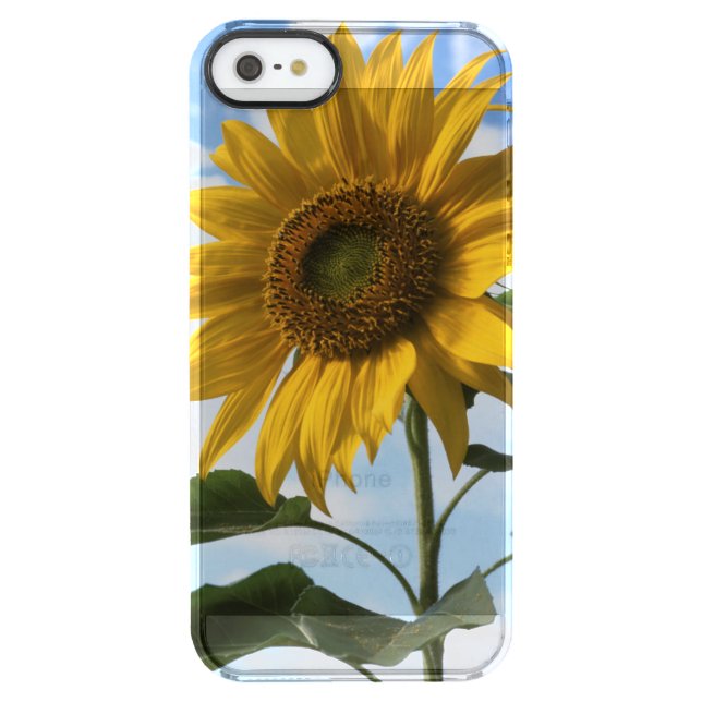 California, A Mammoth Sunflower (Helianthus) 4 Uncommon iPhone Case (Back)