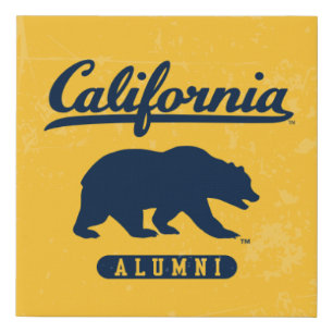 California Alumni Distressed Blue Bear Faux Canvas Print