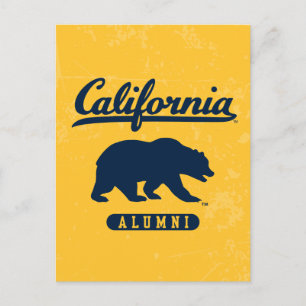 California Alumni Distressed Blue Bear Postcard