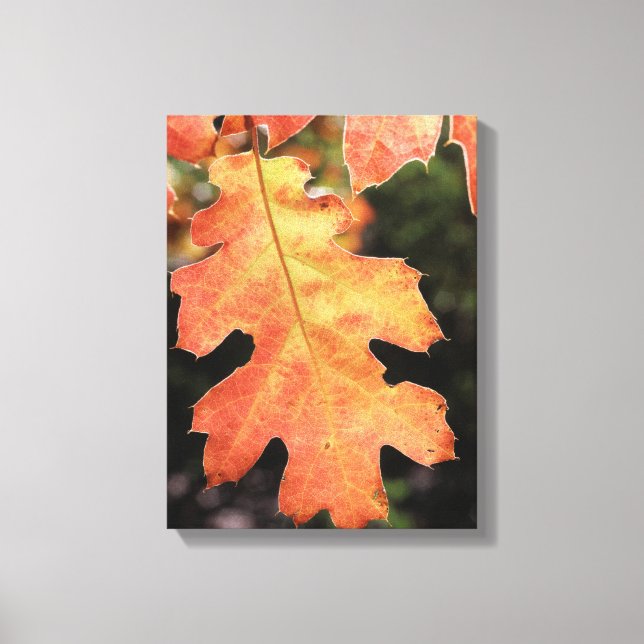 California, An autumn colored Oak leaf Canvas Print (Front)